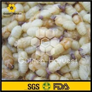 Сушени дроне дроне Пупа